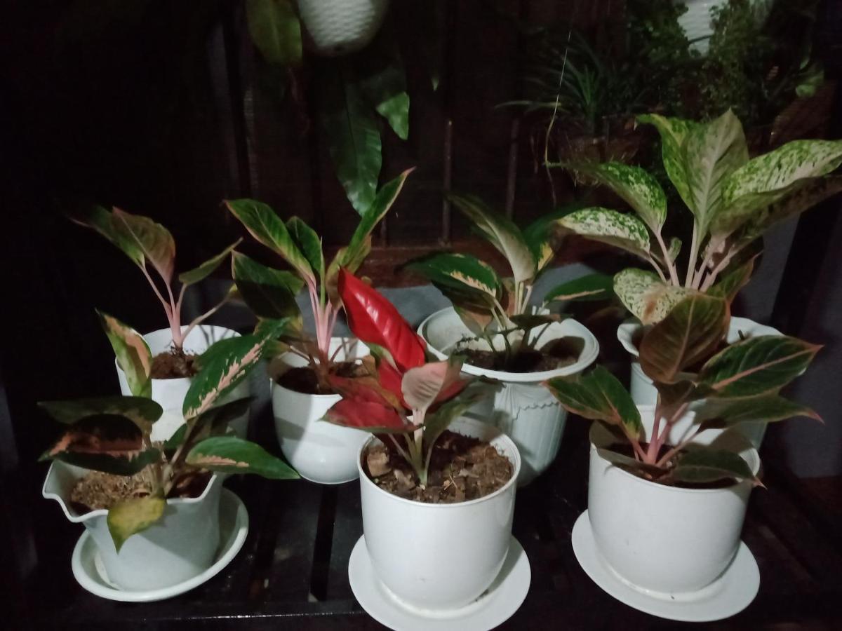 Dalindas Homestay Puerto Princesa Dış mekan fotoğraf